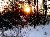 boehland 04