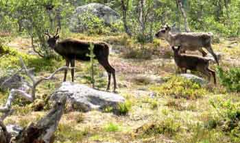 Dalarna